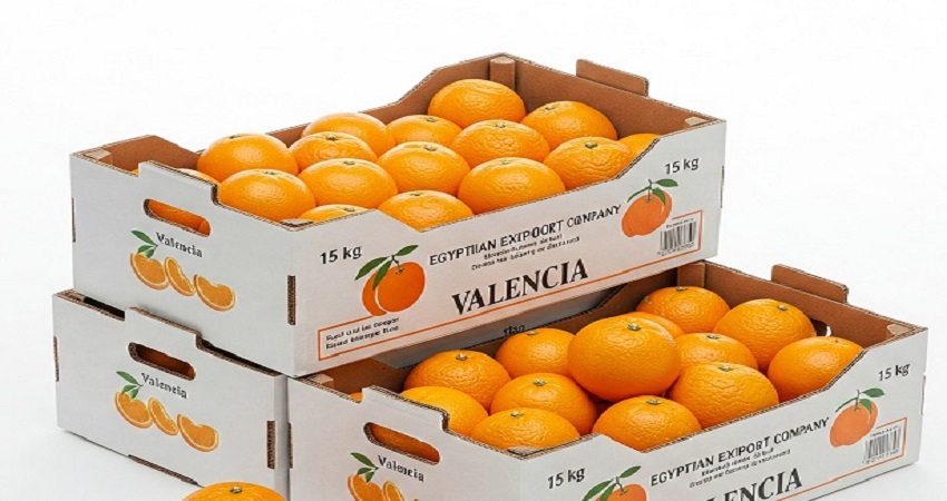 Premium Egyptian Oranges for Export
